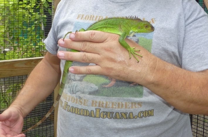 100 Percent Het Hypomelanistic Iguana 2014.jpg